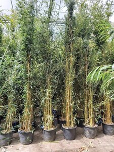 Phyllostachys aureos. 'Aureocaulis' 400-500 cm cont. 30L - afbeelding 2
