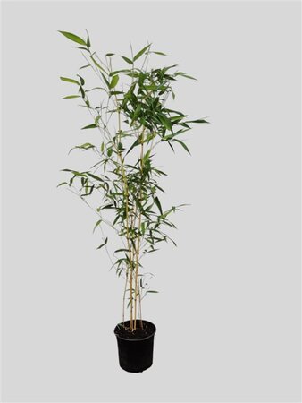Phyllostachys aureos. 'Aureocaulis' 60-100 cm cont. 3,0L