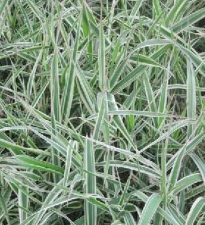 Phalaris arund. 'Dwarf Garters' geen maat specificatie 0,55L/P9cm - afbeelding 3