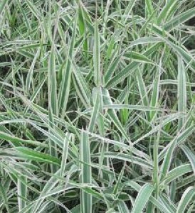 Phalaris arund. 'Dwarf Garters' geen maat specificatie 0,55L/P9cm - afbeelding 3