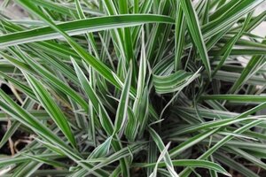 Phalaris arund. 'Dwarf Garters' geen maat specificatie 0,55L/P9cm