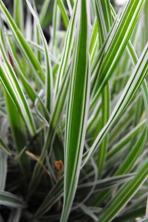 Phalaris arund. 'Dwarf Garters' geen maat specificatie 0,55L/P9cm - image 2