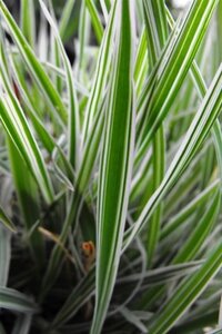Phalaris arund. 'Dwarf Garters' geen maat specificatie 0,55L/P9cm - image 2