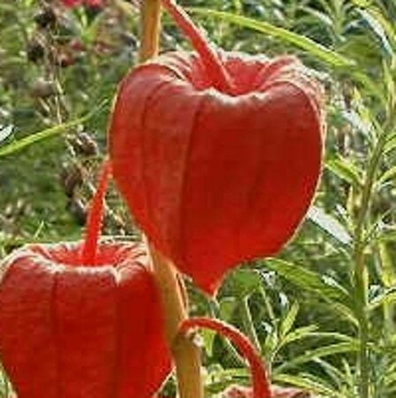 Physalis alkekengi franchetii geen maat specificatie 0,55L/P9cm - afbeelding 2