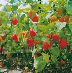 Physalis alkekengi franchetii geen maat specificatie 0,55L/P9cm - afbeelding 3