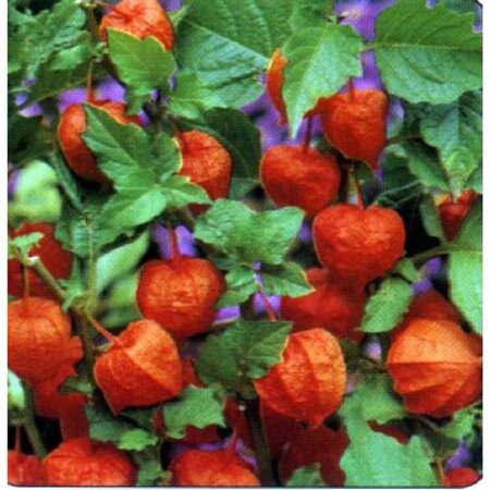 Physalis alkekengi franchetii geen maat specificatie 0,55L/P9cm - afbeelding 4