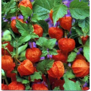 Physalis alkekengi franchetii geen maat specificatie 0,55L/P9cm - afbeelding 4