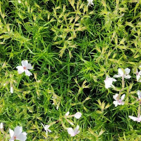 Phlox (S) 'Amazing Grace' geen maat specificatie 0,55L/P9cm - afbeelding 1