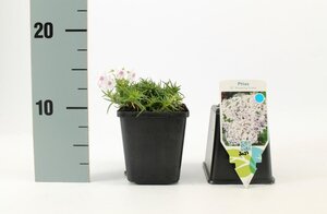 Phlox (S) 'Amazing Grace' geen maat specificatie 0,55L/P9cm