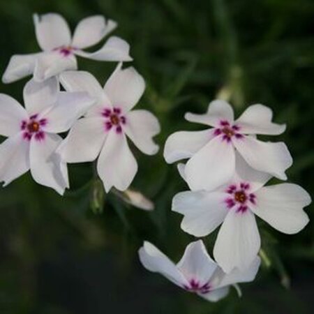 Phlox (S) 'Amazing Grace' geen maat specificatie 0,55L/P9cm - afbeelding 2