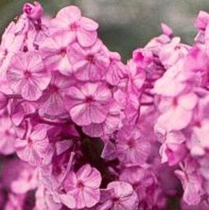 Phlox (M) 'Alpha' geen maat specificatie 0,55L/P9cm