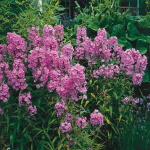 Phlox (M) 'Alpha' geen maat specificatie 0,55L/P9cm - afbeelding 2