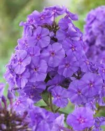 Phlox (P) 'Amethyst' geen maat specificatie 0,55L/P9cm - afbeelding 1