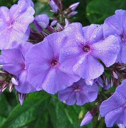 Phlox (P) 'Amethyst' geen maat specificatie 0,55L/P9cm - afbeelding 2