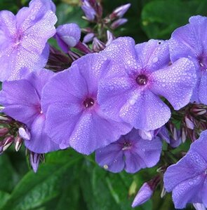 Phlox (P) 'Amethyst' geen maat specificatie 0,55L/P9cm - afbeelding 2