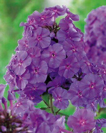Phlox (P) 'Amethyst' geen maat specificatie 0,55L/P9cm - afbeelding 3