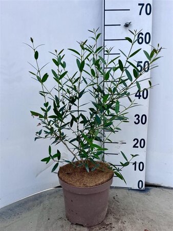 Phillyrea angustifolia 40-60 cm cont. 3,0L - afbeelding 1