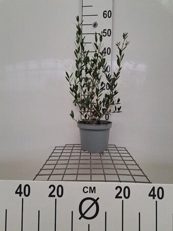 Phillyrea angustifolia 40-60 cm cont. 3,0L - afbeelding 3