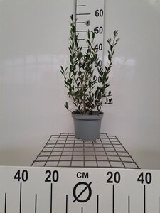 Phillyrea angustifolia 40-60 cm cont. 3,0L - afbeelding 3