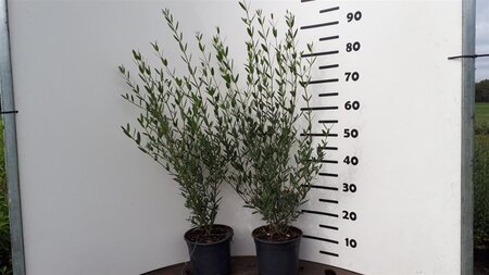 Phillyrea angustifolia 40-60 cm cont. 3,0L - afbeelding 2