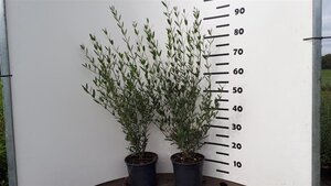 Phillyrea angustifolia 40-60 cm cont. 3,0L - afbeelding 2