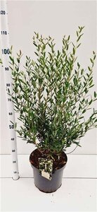 Phillyrea angustifolia 60-80 cm cont. 7,5L - afbeelding 2