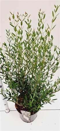 Phillyrea angustifolia 60-80 cm cont. 7,5L - afbeelding 3