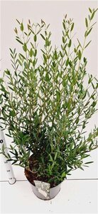 Phillyrea angustifolia 60-80 cm cont. 7,5L - afbeelding 3