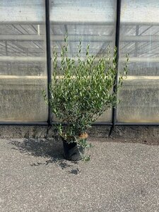 Phillyrea angustifolia 60-80 cm cont. 7,5L - afbeelding 5