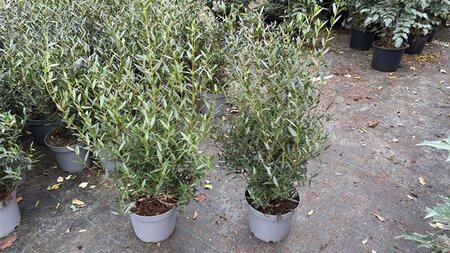 Phillyrea angustifolia 60-80 cm cont. 7,5L - afbeelding 4