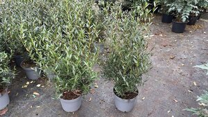 Phillyrea angustifolia 60-80 cm cont. 7,5L - afbeelding 4