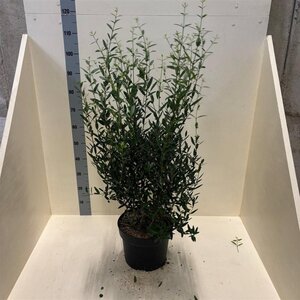 Phillyrea angustifolia 80-100 cm cont. 10L