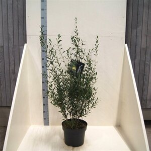 Phillyrea angustifolia 80-100 cm cont. 10L