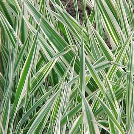Phalaris arund. 'Picta' geen maat specificatie 0,55L/P9cm - afbeelding 2