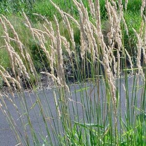 Phalaris arundinacea geen maat specificatie 0,55L/P9cm - afbeelding 3
