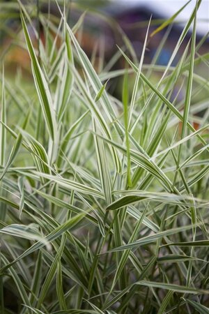 Phalaris arundinacea geen maat specificatie 0,55L/P9cm - afbeelding 1