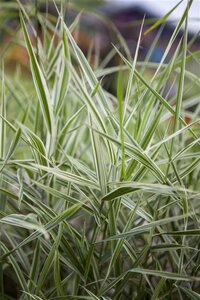 Phalaris arundinacea geen maat specificatie 0,55L/P9cm