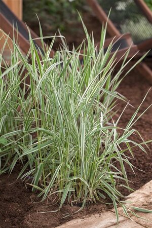 Phalaris arundinacea geen maat specificatie 0,55L/P9cm - afbeelding 2