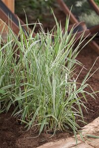 Phalaris arundinacea geen maat specificatie 0,55L/P9cm - afbeelding 2