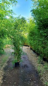 Phyllostachys aureos. 'Spectabilis' 250-300 cm cont. 30L - afbeelding 2