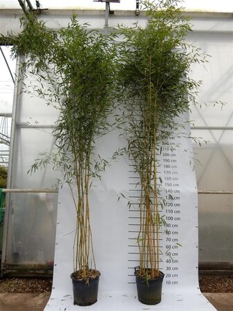 Phyllostachys aureos. 'Spectabilis' 400-500 cm cont. 30L - image 3