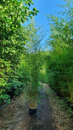 Phyllostachys aureos. 'Spectabilis' 400-500 cm cont. 30L - image 2