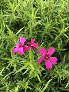 Phlox (S) 'Atropurpurea' geen maat specificatie 0,55L/P9cm