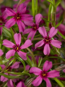 Phlox (S) 'Atropurpurea' geen maat specificatie 0,55L/P9cm - afbeelding 4