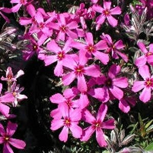 Phlox (S) 'Atropurpurea' geen maat specificatie 0,55L/P9cm - afbeelding 5