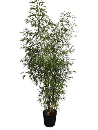 Phyllostachys aurea 200-250 cm cont. 18L - afbeelding 3
