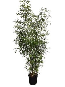 Phyllostachys aurea 200-250 cm cont. 18L - afbeelding 3