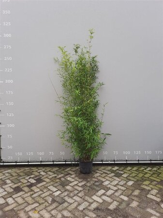 Phyllostachys aurea 200-250 cm cont. 18L - afbeelding 4