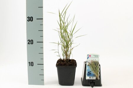 Phragmites australis geen maat specificatie 0,55L/P9cm - afbeelding 6