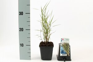 Phragmites australis geen maat specificatie 0,55L/P9cm - afbeelding 6